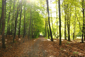 lodz-atrakcja-las-lagiewnicki
