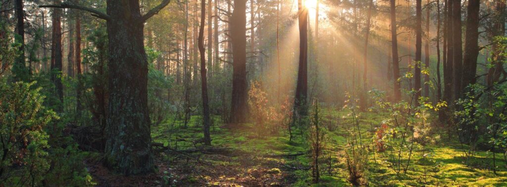 Bobrowa Dolina – case study z działań w ramach <span class="green_bold">Google Ads</span>