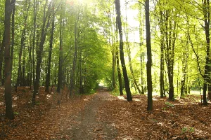 lodz atrakcja las lagiewnicki